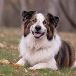 How seasonal changes affect your pet’s nutritional needs: adjusting diets for summer and winter