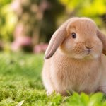Adorable rabbit names for your pet bunny