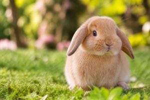 Adorable rabbit names for your pet bunny