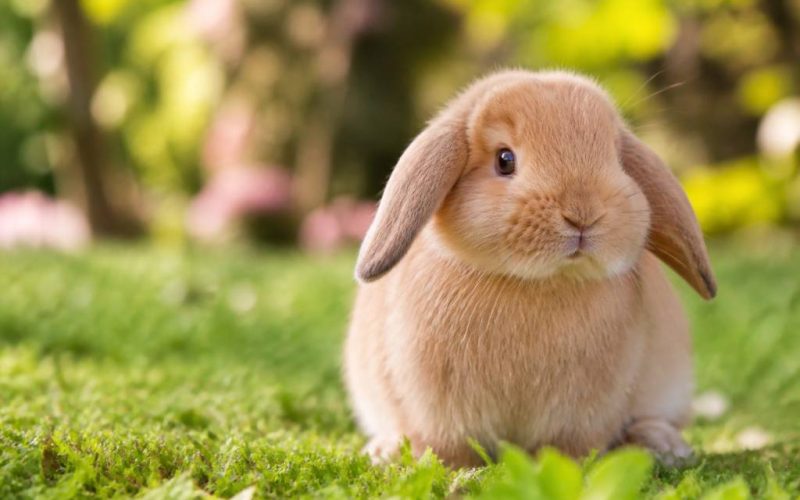 Adorable rabbit names for your pet bunny