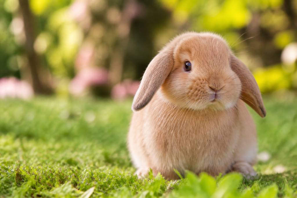 Adorable rabbit names for your pet bunny