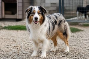 Adoptable australian shepherds: what to know before bringing one home