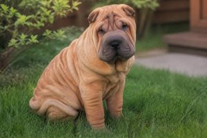 Adoptable shar pei care tips for new pet owners