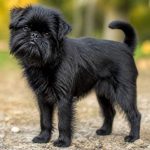 Affenpinscher price: what to expect when buying this charming dog