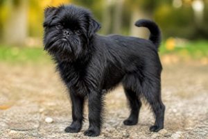 Affenpinscher price: what to expect when buying this charming dog