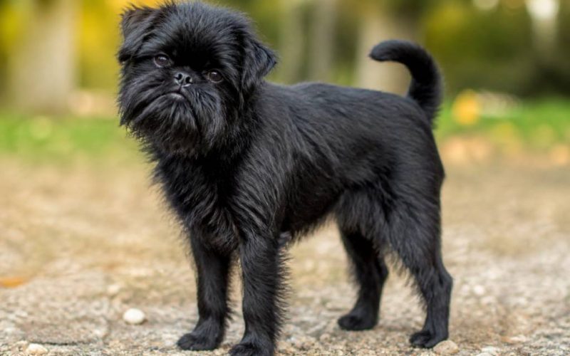 Affenpinscher price: what to expect when buying this charming dog