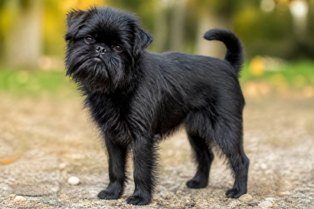 Affenpinscher price: what to expect when buying this charming dog
