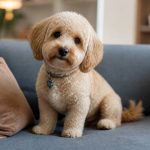 How to adopt a poodle cross: health tips for a happy new companion