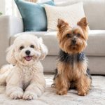 Adorable non shedding dogs for a cleaner, happier home