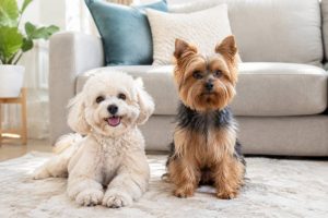 Adorable non shedding dogs for a cleaner, happier home